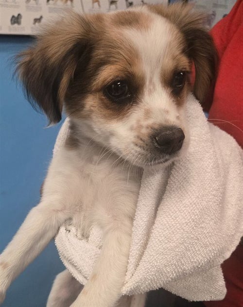 A167933 - Terrier available for adoption