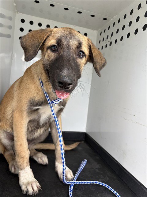 A171147 - German Shepherd Dog available for adoption