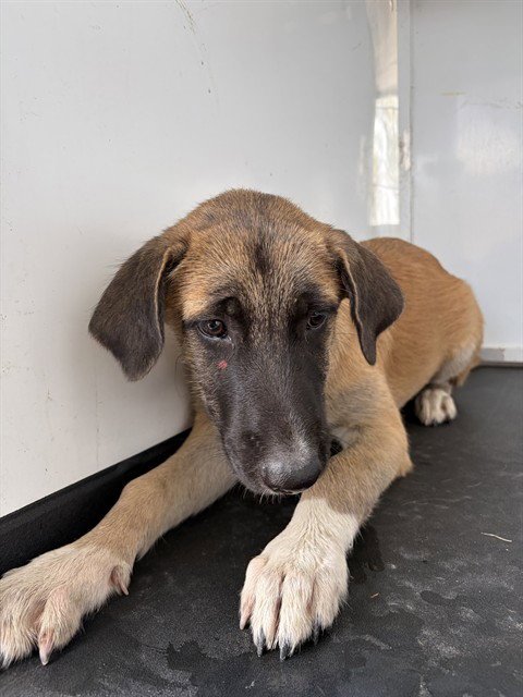 A171177 - German Shepherd Dog available for adoption