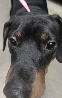 HANK - Photo 1