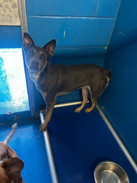 GIGI - Australian Kelpie available for adoption