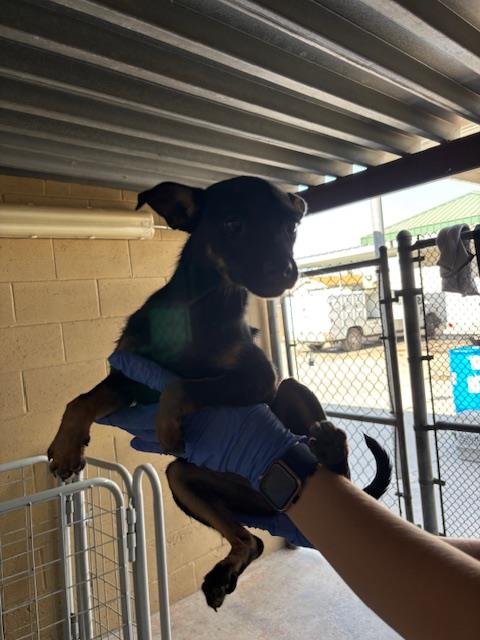 A169734 - Chihuahua available for adoption