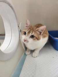 MILO - Photo 1