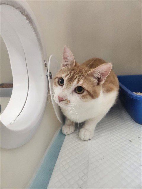 MILO - Domestic Short Hair for adoption in Bakersfield