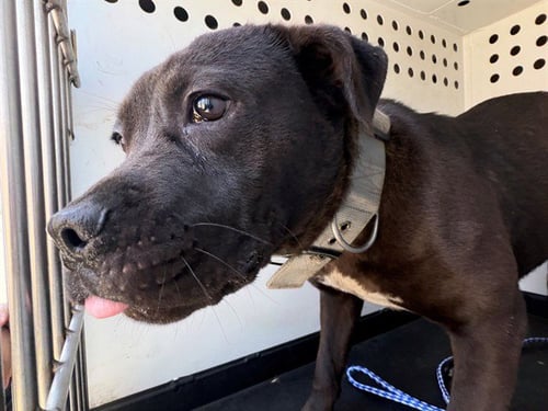 A167956 - Pit Bull Terrier available for adoption