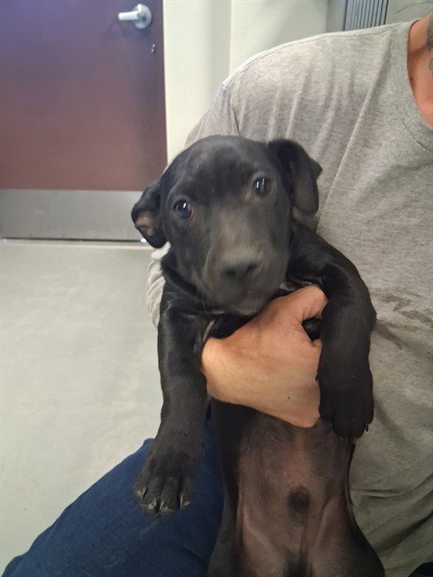 A167648 - Labrador Retriever available for adoption