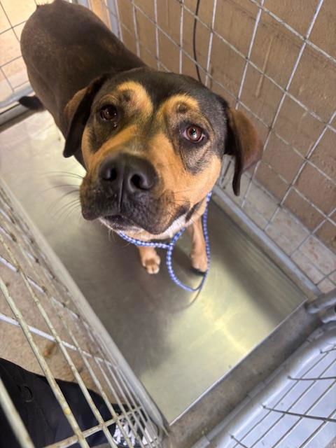PENELOPE - German Shepherd Dog / Rhodesian Ridgeback available for adoption