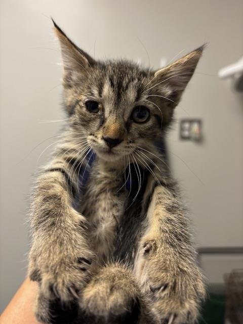 A169470 - Domestic Short Hair available for adoption