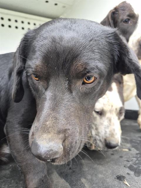 A167581 - Labrador Retriever / Basset Hound available for adoption