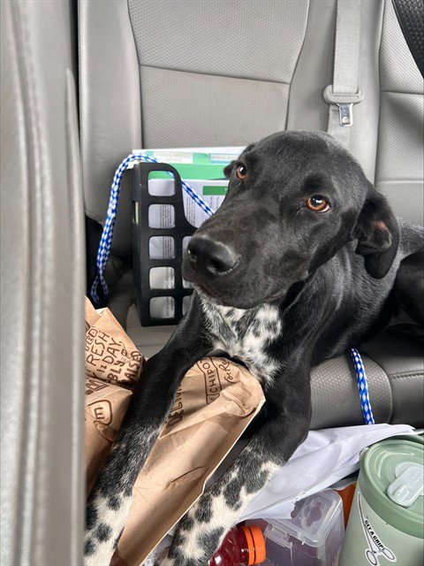 A171138 - Border Collie available for adoption