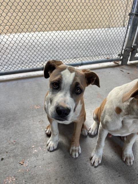 A168055 - Pit Bull Terrier available for adoption