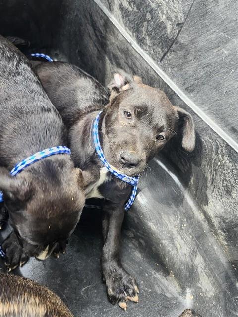A167246 - Pit Bull Terrier available for adoption