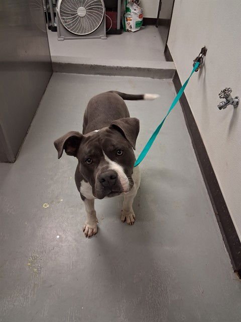 ROCKY - Pit Bull Terrier available for adoption