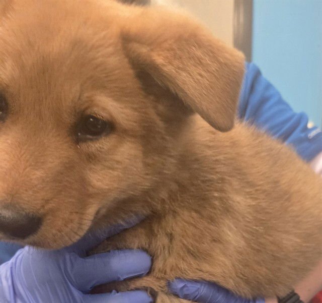 A166615 - Labrador Retriever available for adoption