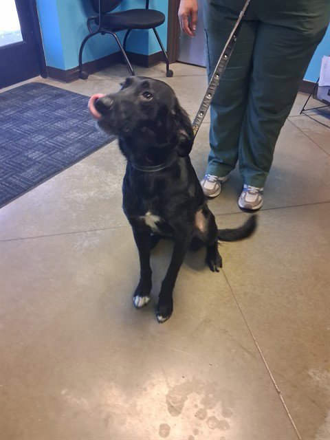 A167981 - Border Collie available for adoption