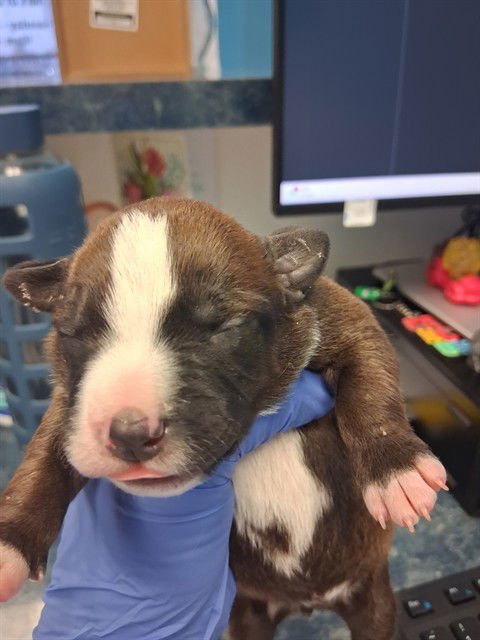 A165528 - Pit Bull Terrier available for adoption