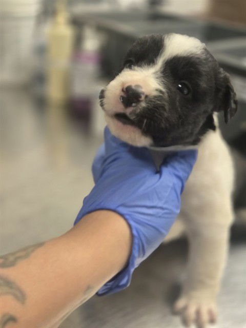 A166467 - Border Collie available for adoption
