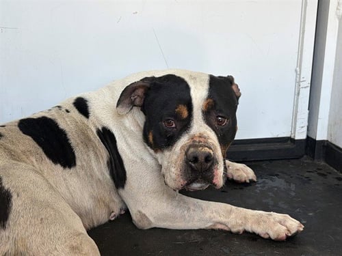 A168143 - Pit Bull Terrier available for adoption