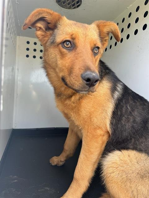 KANDY - German Shepherd Dog available for adoption