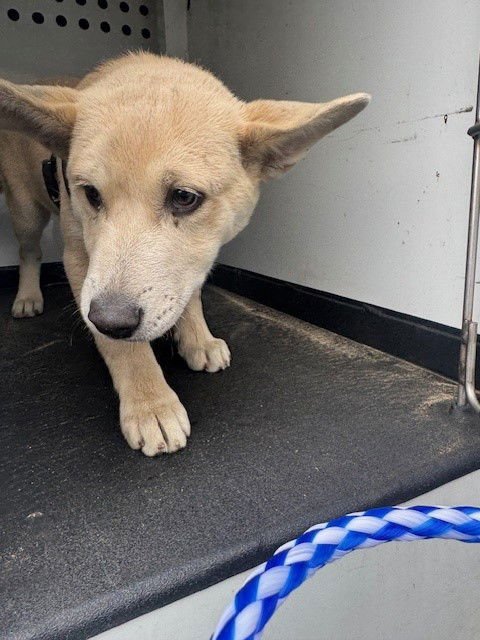 A166377 - Siberian Husky available for adoption