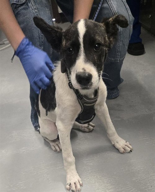 A168321 - Terrier available for adoption