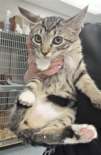 A170190 - Domestic Short Hair available for adoption