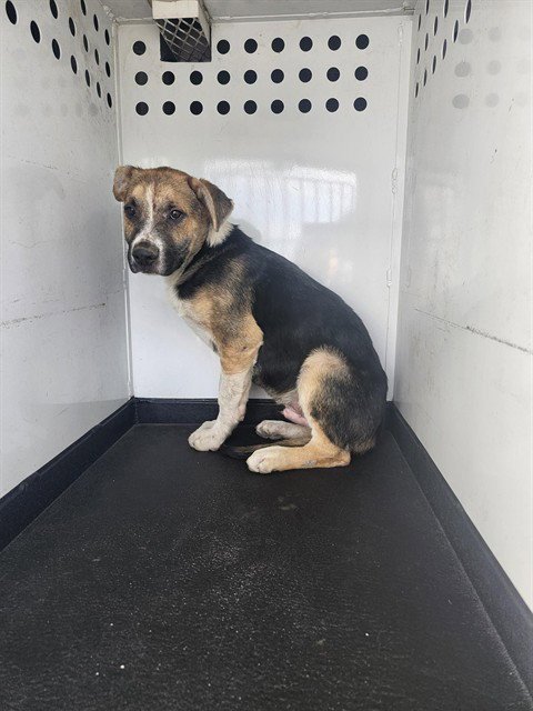 A167739 - German Shepherd Dog available for adoption