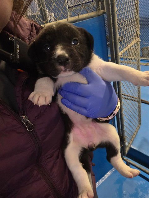 A166468 - Border Collie available for adoption