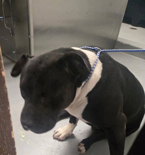 TINY TIM - Pit Bull Terrier available for adoption
