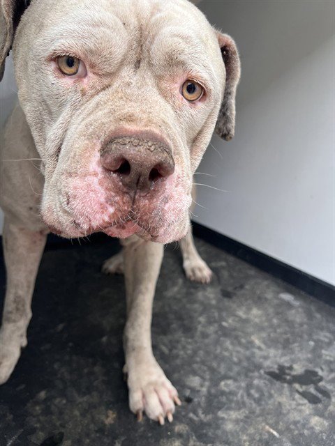A171135 - American Bulldog available for adoption