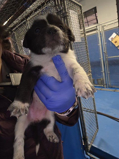 A166469 - Border Collie available for adoption