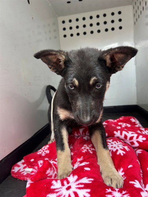 A168978 - German Shepherd Dog / Siberian Husky available for adoption