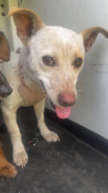 A166436 - Australian Cattle Dog/Blue Heeler available for adoption