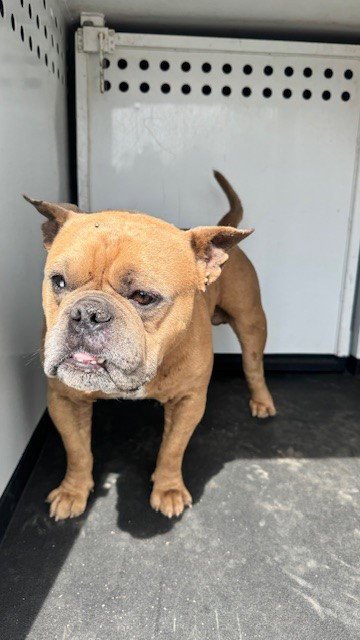 A167498 - English Bulldog available for adoption