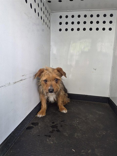 A168078 - Yorkshire Terrier Yorkie available for adoption