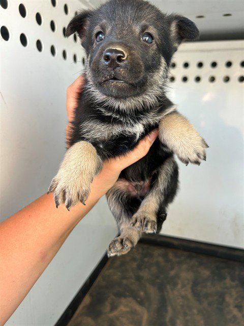 A170654 - German Shepherd Dog available for adoption