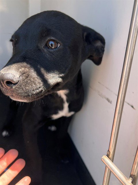 A169977 - Pit Bull Terrier available for adoption