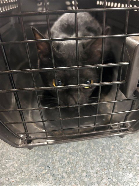 A168712 - Domestic Short Hair for adoption in Bakersfield