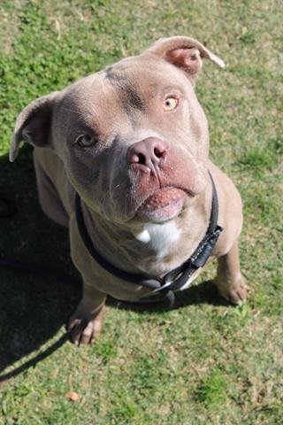 GROOT - Pit Bull Terrier available for adoption