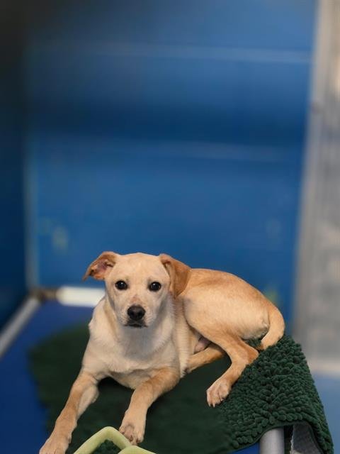 TWINKIE - Chihuahua available for adoption