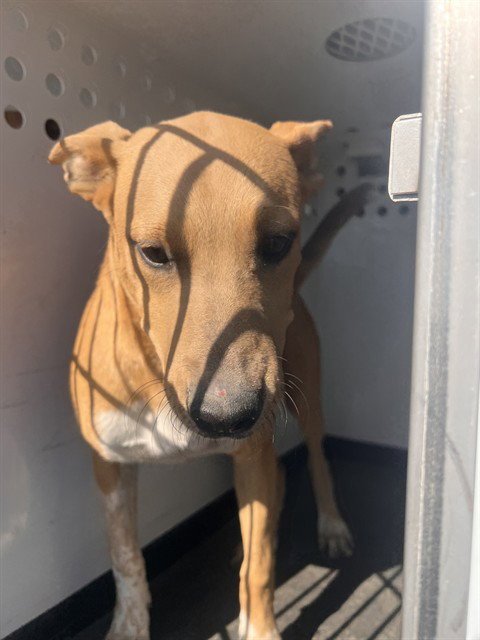 A170803 - Labrador Retriever available for adoption