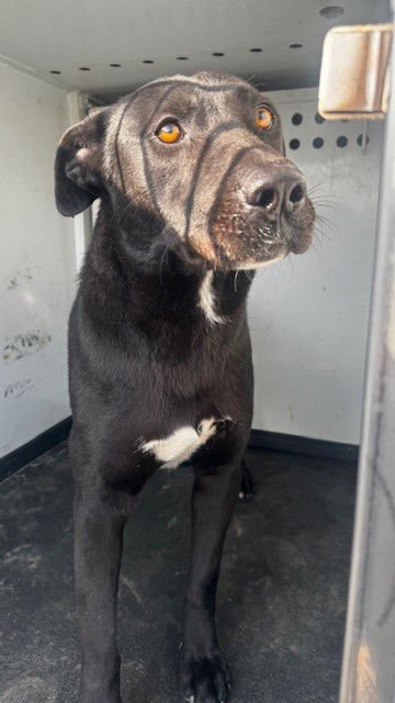 A166440 - Border Collie available for adoption