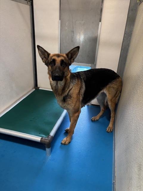A167701 - German Shepherd Dog available for adoption