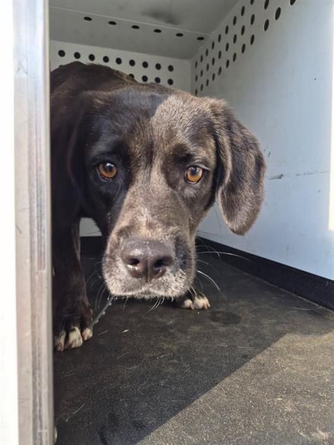 AMBER - Pit Bull Terrier / Labrador Retriever available for adoption
