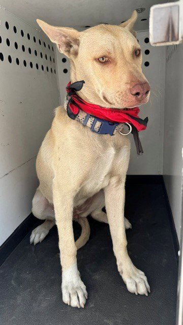 DOJA DAISY - Siberian Husky available for adoption
