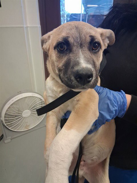 A167403 - German Shepherd Dog available for adoption