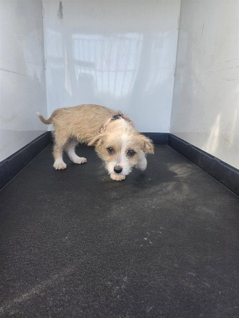 A167717 - Terrier available for adoption