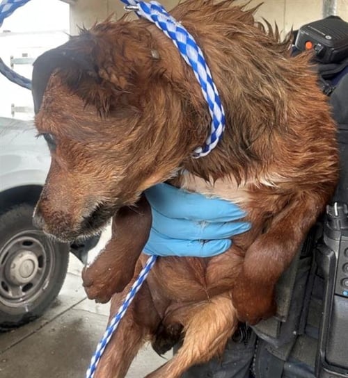A170025 - German Shepherd Dog available for adoption
