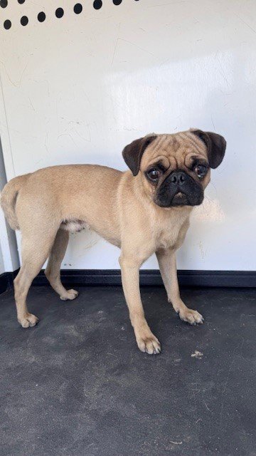 A168220 - Pug available for adoption