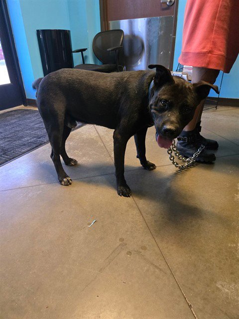 A170165 - Labrador Retriever available for adoption